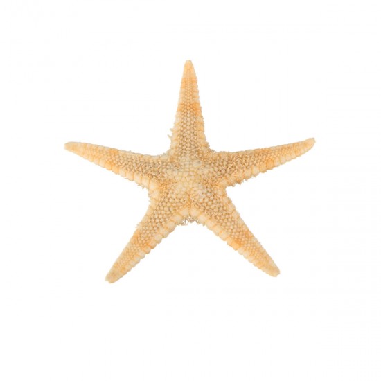 20Pcs Mini Starfish Sea Star Shell Landscape Beach Wedding DIY Crafts Making Decorations