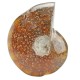 65MM Natural Ammonite Fossil Quartz Crystal Stone Pipe Healing With Carb Gifts Decorations