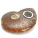 65MM Natural Ammonite Fossil Quartz Crystal Stone Pipe Healing With Carb Gifts Decorations