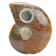 65MM Natural Ammonite Fossil Quartz Crystal Stone Pipe Healing With Carb Gifts Decorations