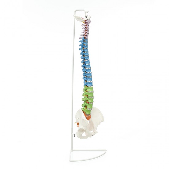 85cm Life Size Colored Flexible Spine Anatomical Model Human Vertebral Column w/ Femurs Pelvis Nerves Floor Stand Anatomy Model Mould