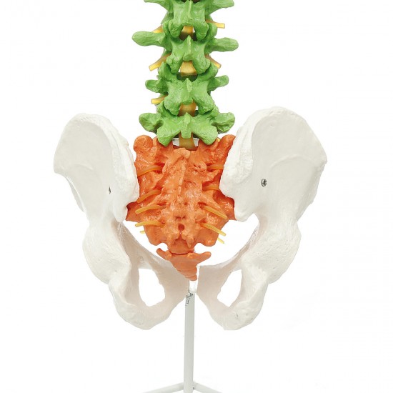 85cm Life Size Colored Flexible Spine Anatomical Model Human Vertebral Column w/ Femurs Pelvis Nerves Floor Stand Anatomy Model Mould
