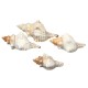 9-20cm Natural Trumpet Sea Shells Conch Snails Home Ornament Decorations