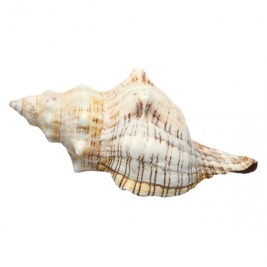 9-20cm Natural Trumpet Sea Shells Conch Snails Home Ornament Decorations