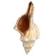 9-20cm Natural Trumpet Sea Shells Conch Snails Home Ornament Decorations