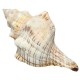 9-20cm Natural Trumpet Sea Shells Conch Snails Home Ornament Decorations