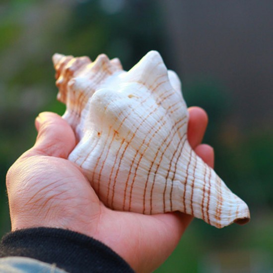 9-20cm Natural Trumpet Sea Shells Conch Snails Home Ornament Decorations