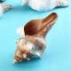 9-20cm Natural Trumpet Sea Shells Conch Snails Home Ornament Decorations