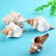 9-20cm Natural Trumpet Sea Shells Conch Snails Home Ornament Decorations