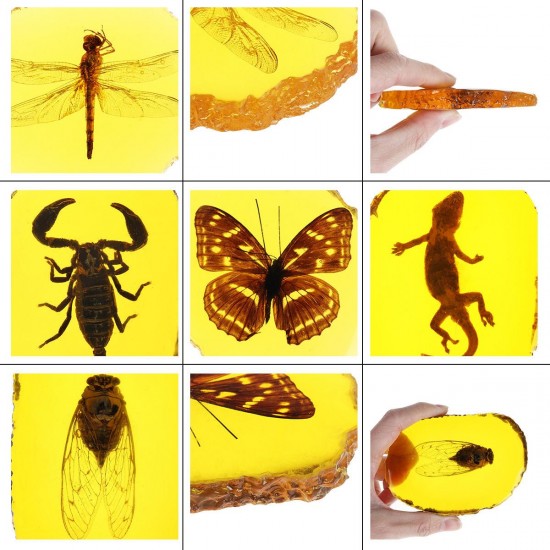 Amber Fossil Insects Dragonfly Manual Polishing Insect Specimen Pendant Craft Decorations