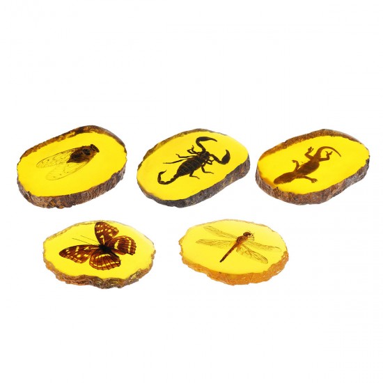 Amber Fossil Insects Dragonfly Manual Polishing Insect Specimen Pendant Craft Decorations