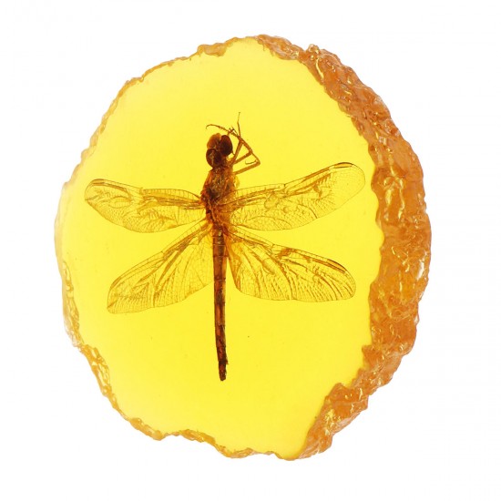 Amber Fossil Insects Dragonfly Manual Polishing Insect Specimen Pendant Craft Decorations