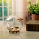 Clear Glass Piggy Bank Coin Money Cash Collectible Saving Box Jar Gift Pig