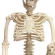 Creepy Human Skeleton Skull Figurine Scary Halloween Skeleton Prop Party Decorations