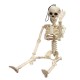 Creepy Human Skeleton Skull Figurine Scary Halloween Skeleton Prop Party Decorations