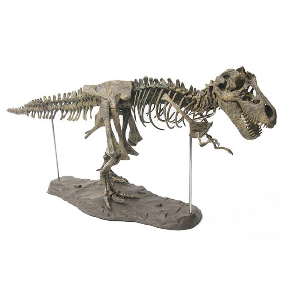 DIY Colour 70Cm T Rex Tyrannosaurus Rex Skeleton Dinosaur Animal Collector Model Decorations