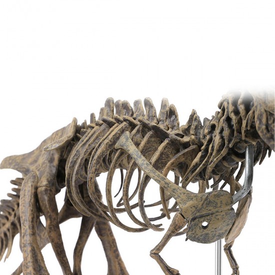 DIY Colour 70Cm T Rex Tyrannosaurus Rex Skeleton Dinosaur Animal Collector Model Decorations