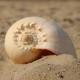 Extra Large Melon Shells Conch Natural Seashell 19-20cm Beach Home Decorations