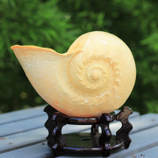 Extra Large Melon Shells Conch Natural Seashell 19-20cm Beach Home Decorations