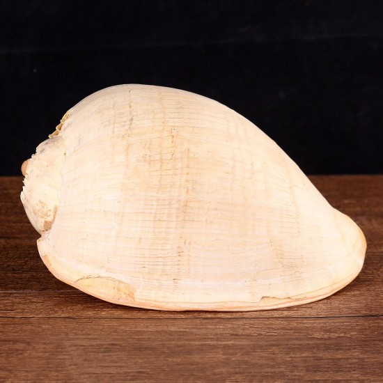 Extra Large Melon Shells Conch Natural Seashell 19-20cm Beach Home Decorations