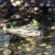 Floating Crocodile Head Water Decoy Garden Pond Art Decorations for Goose Predator Heron Duck Control