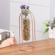 Glass Vase Flower Holder Plant Container Metal Line for Decorations