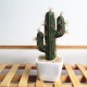 Simulating Cactus Bonsai and Simulating Creative Car Ornaments of Mock Succulents Plants