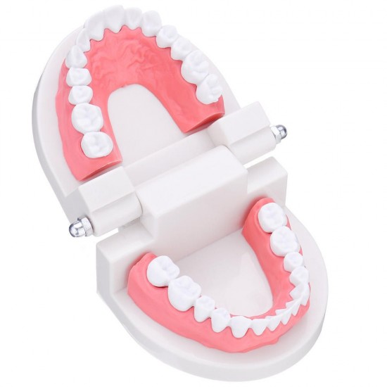 1:1 Human Dental Model Teeth Open Close Model Gingiva Visible Anatomic Demonstration Teeth Brush Flossing Teaching Medical Model
