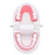 1:1 Human Dental Model Teeth Open Close Model Gingiva Visible Anatomic Demonstration Teeth Brush Flossing Teaching Medical Model