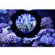 Aquarium Magnetic Fish Tank Glass Cleaner Scraper Magnifier Up to 15mm