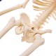 Mini Detachable Human Skeleton Bone Model Removable Arms Legs w Metal Stand Anatomical Medical Model