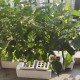 Smart Indoor Herb Garden Hydroponics Growing System self-Watering Planter for Herbs/Vegetable/Flower Home Office Smart Indoor Garden Kit