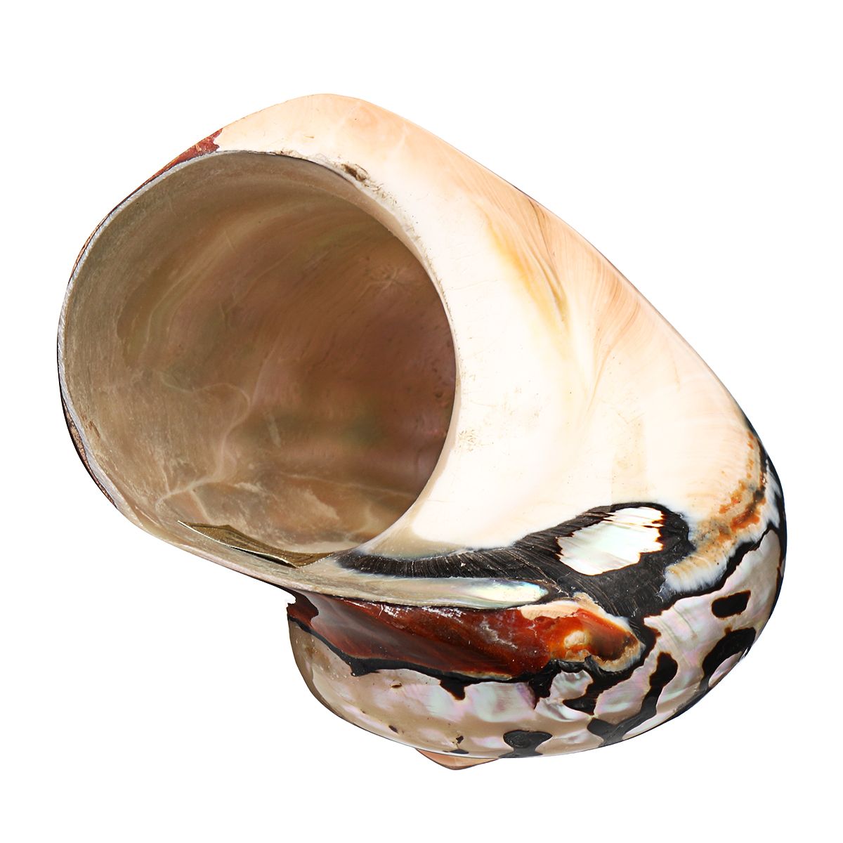 6-95cm-Natural-African-Turban-Sea-Shell-Coral-Conch-Snail-Home-Fish-Tank-Decorations-1537994