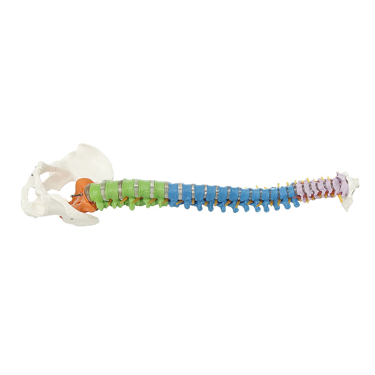 85cm-Life-Size-Colored-Flexible-Spine-Anatomical-Model-Human-Vertebral-Column-w-Femurs-Pelvis-Nerves-1482674