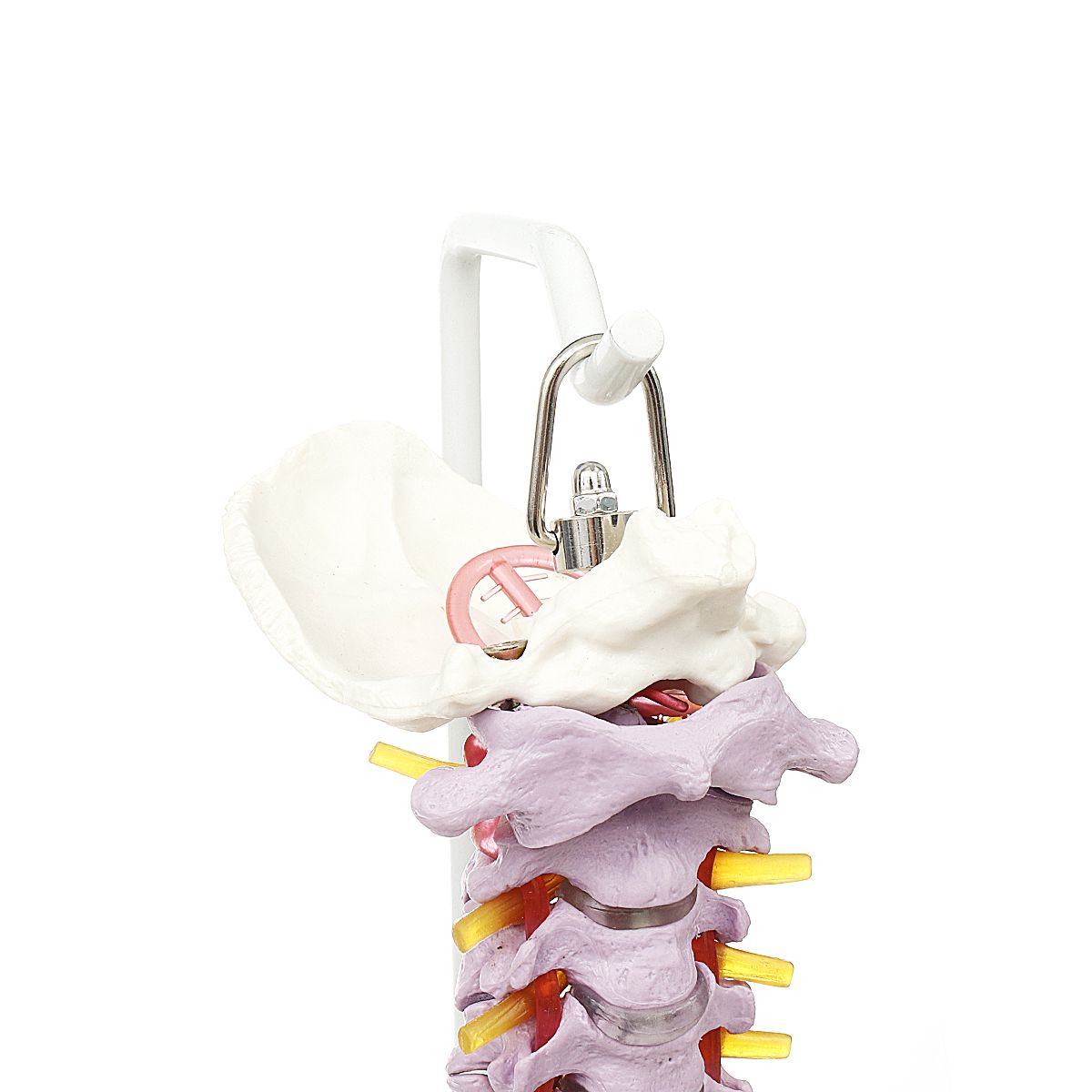 85cm-Life-Size-Colored-Flexible-Spine-Anatomical-Model-Human-Vertebral-Column-w-Femurs-Pelvis-Nerves-1482674