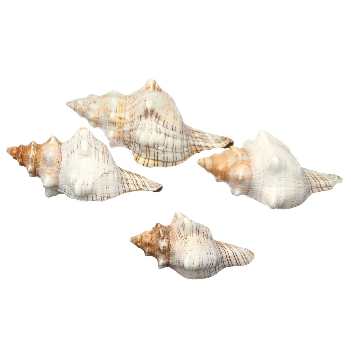 9-20cm-Natural-Trumpet-Sea-Shells-Conch-Snails-Home-Ornament-Decorations-1555754