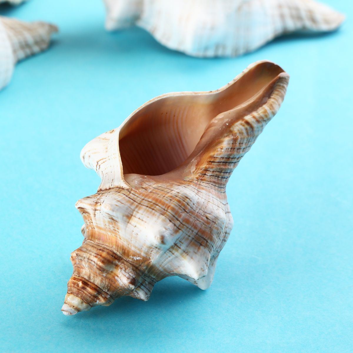 9-20cm-Natural-Trumpet-Sea-Shells-Conch-Snails-Home-Ornament-Decorations-1555754