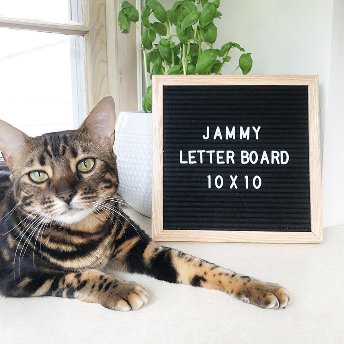 Black-Felt-Letter-Message-Board-Home-Restaurant-Changeable-Message-Oak-Stand-w-340-White-Letters-1450869