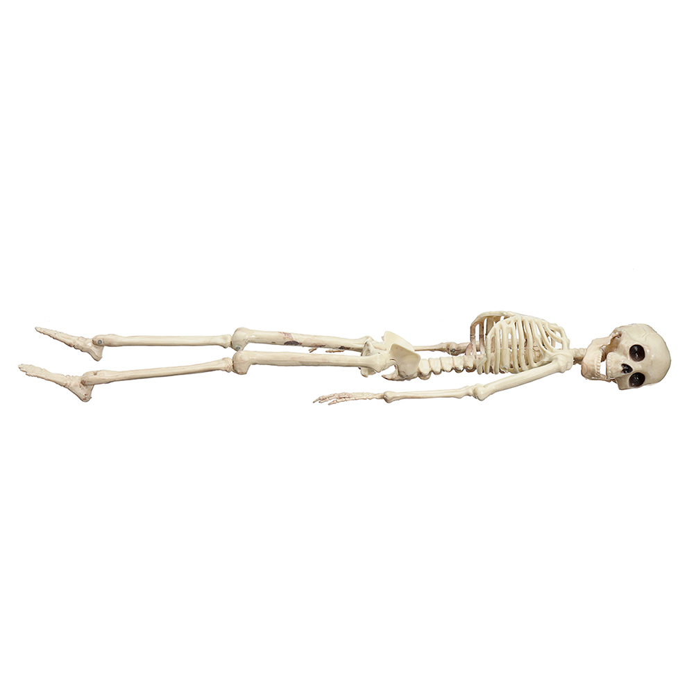 Creepy-Human-Skeleton-Skull-Figurine-Scary-Halloween-Skeleton-Prop-Party-Decorations-1346526