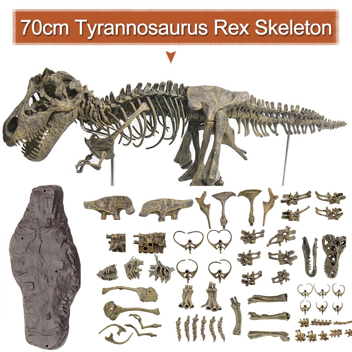 DIY-Colour-70Cm-T-Rex-Tyrannosaurus-Rex-Skeleton-Dinosaur-Animal-Collector-Model-Decorations-1564357