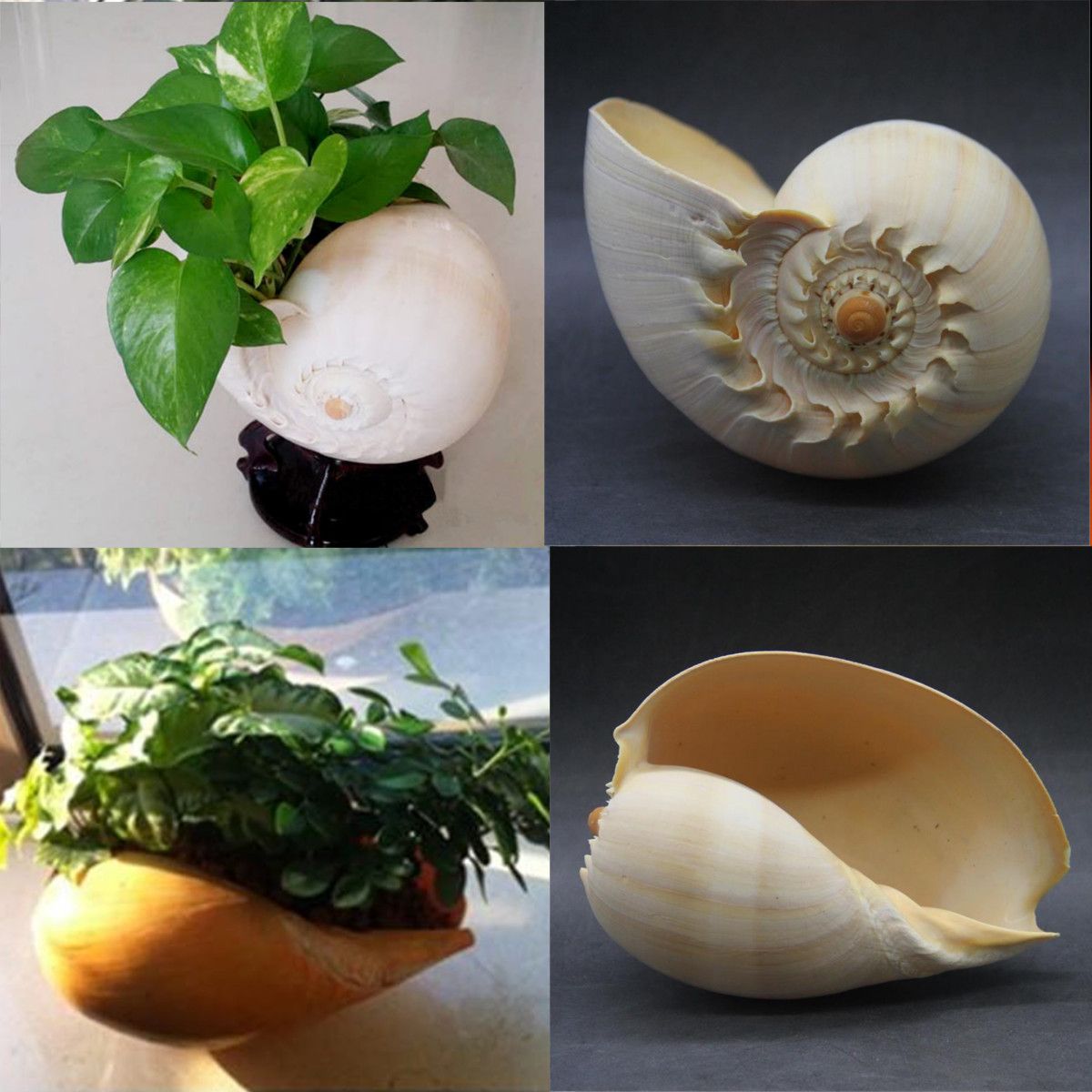 Extra-Large-Melon-Shells-Conch-Natural-Seashell-19-20cm-Beach-Home-Decorations-1557841