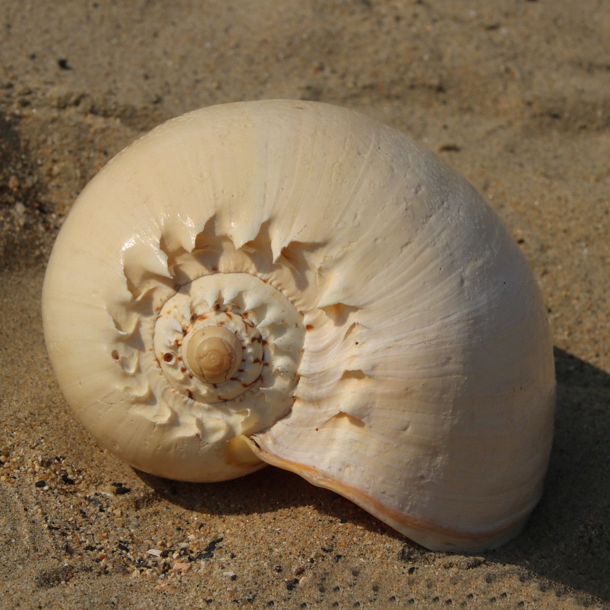 Extra-Large-Melon-Shells-Conch-Natural-Seashell-19-20cm-Beach-Home-Decorations-1557841