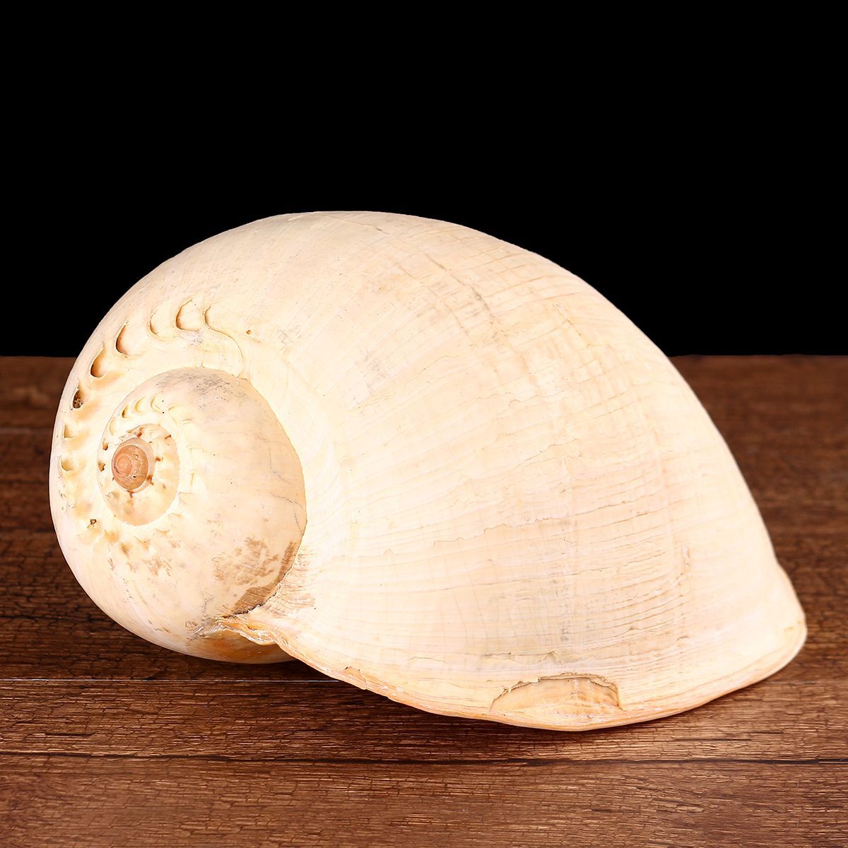 Extra-Large-Melon-Shells-Conch-Natural-Seashell-19-20cm-Beach-Home-Decorations-1557841