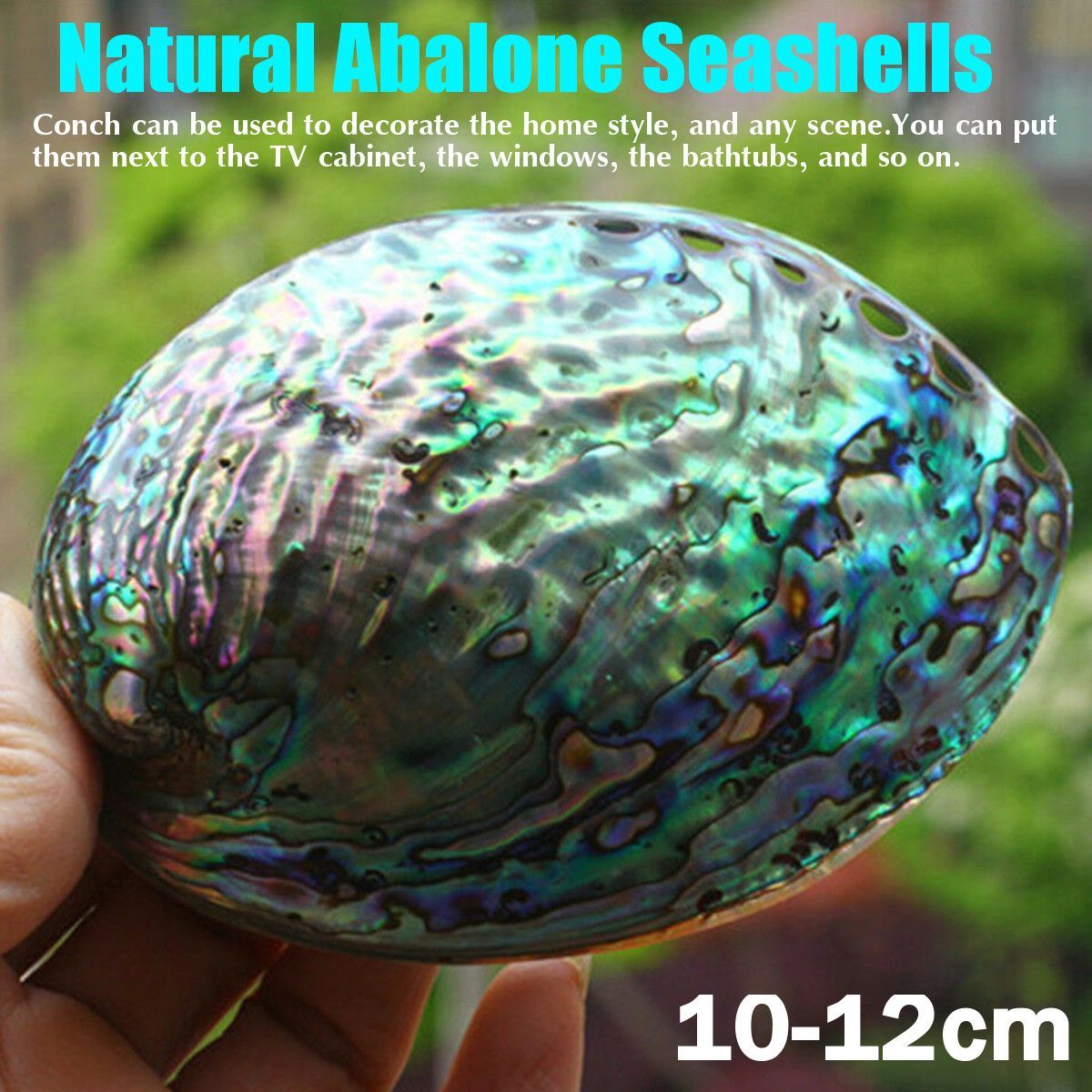 Natural-Fine-Polished-Abalone-Shell-Seashells-Conch-10-12cm-Home-Fish-Tank-Decorations-1537995