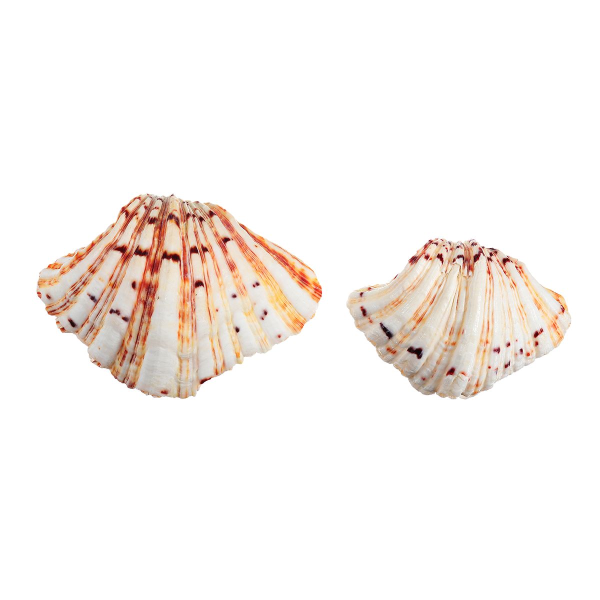 Natural-Shell-Conch-Beach-Fish-Tank-Seashell-Beautiful-Ornament-Home-Decoration-1683312