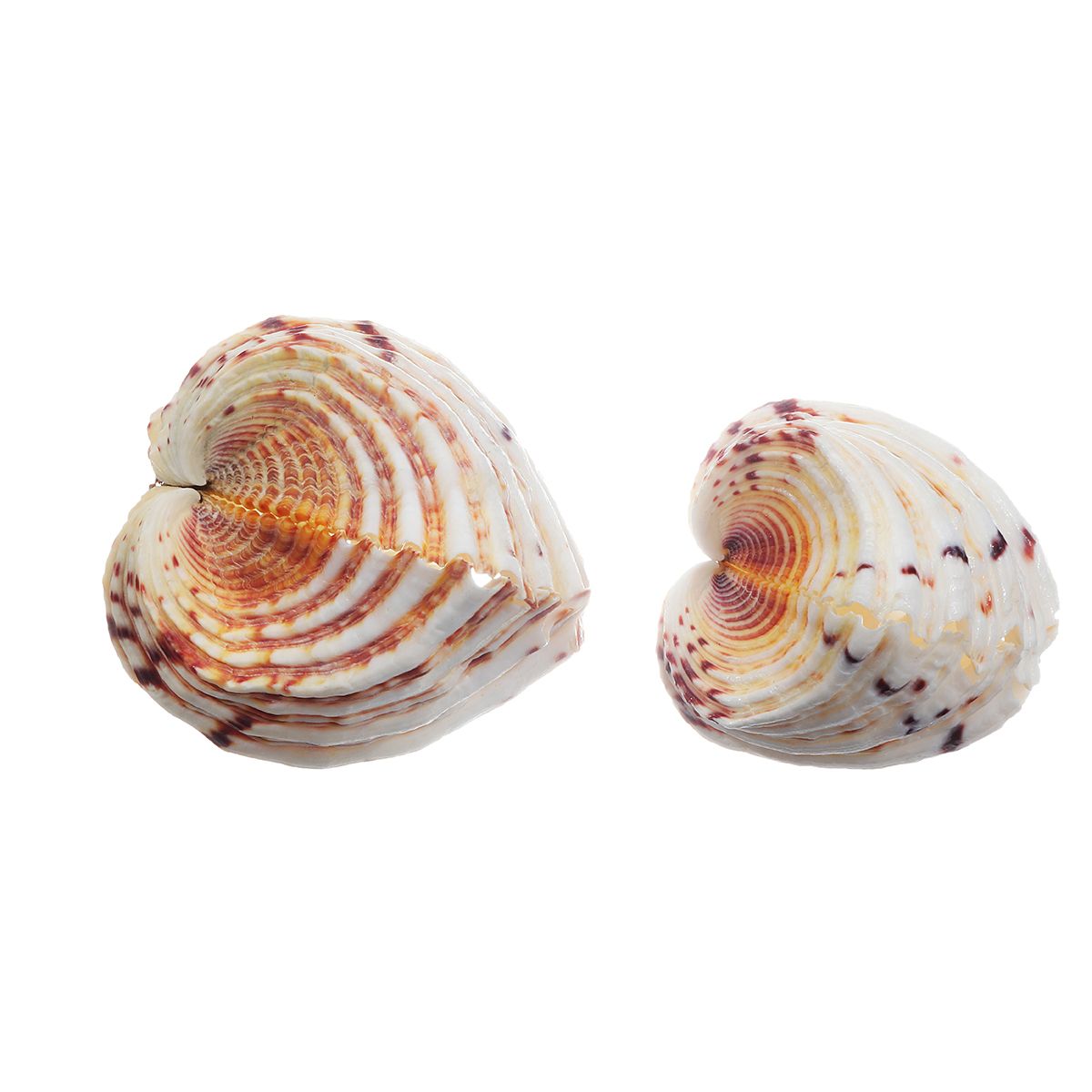 Natural-Shell-Conch-Beach-Fish-Tank-Seashell-Beautiful-Ornament-Home-Decoration-1683312
