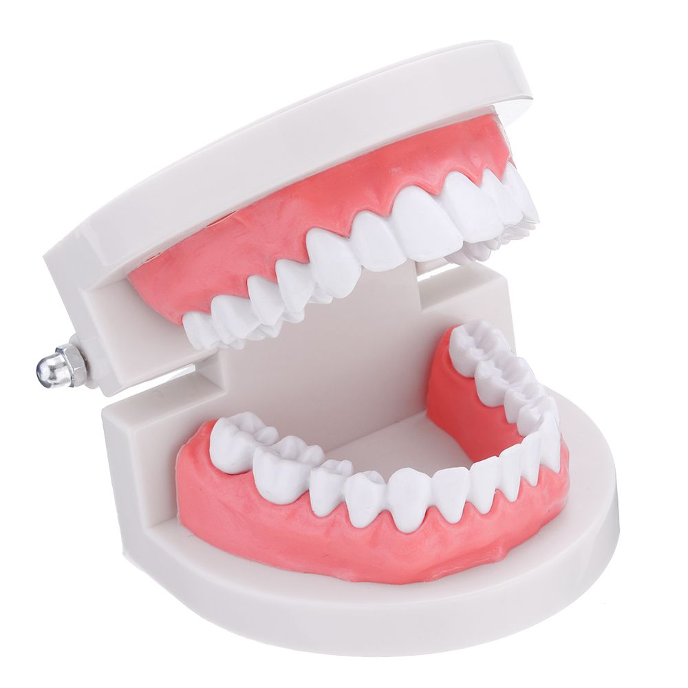 11-Human-Dental-Model-Teeth-Open-Close-Model-Gingiva-Visible-Anatomic-Demonstration-Teeth-Brush-Flos-1467294