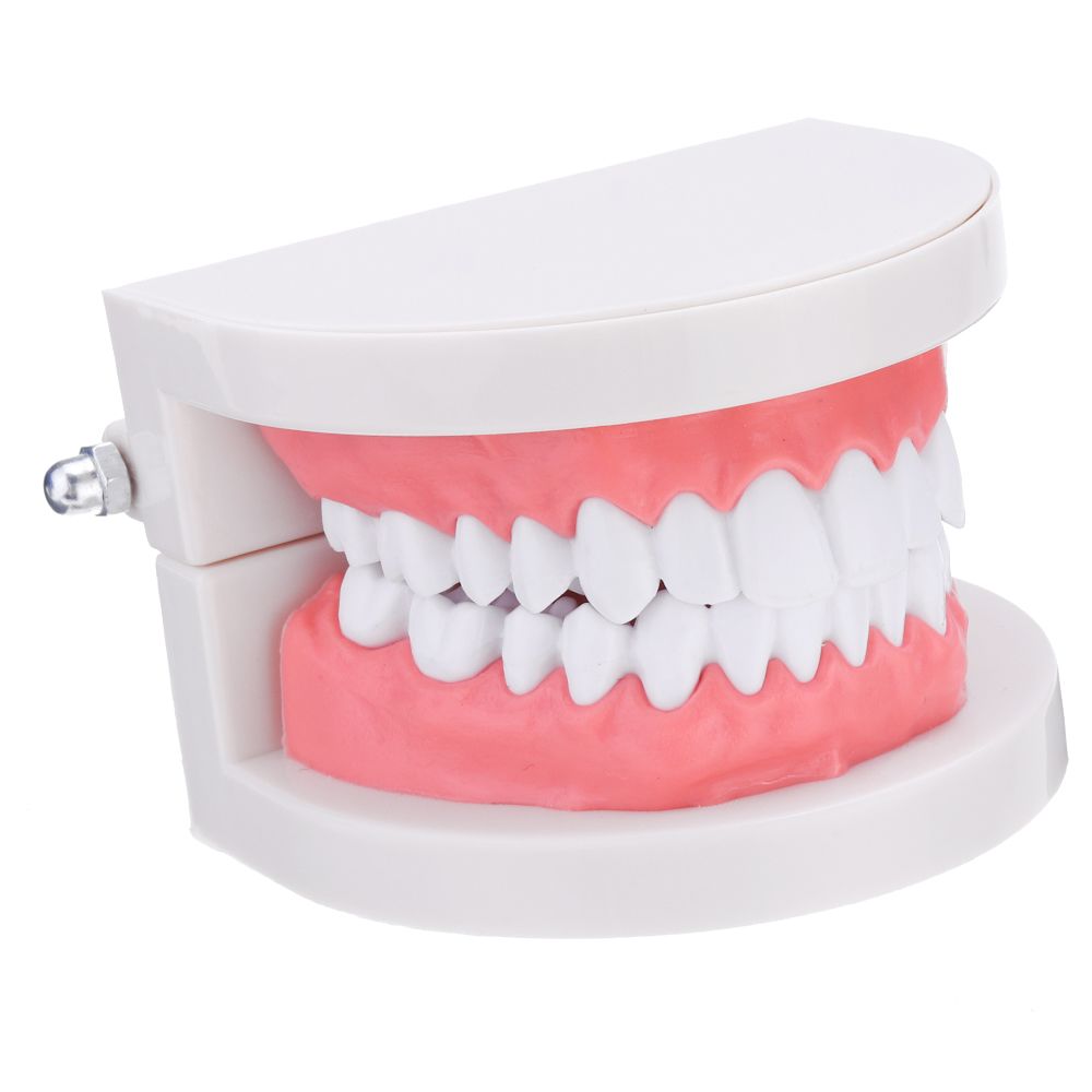 11-Human-Dental-Model-Teeth-Open-Close-Model-Gingiva-Visible-Anatomic-Demonstration-Teeth-Brush-Flos-1467294