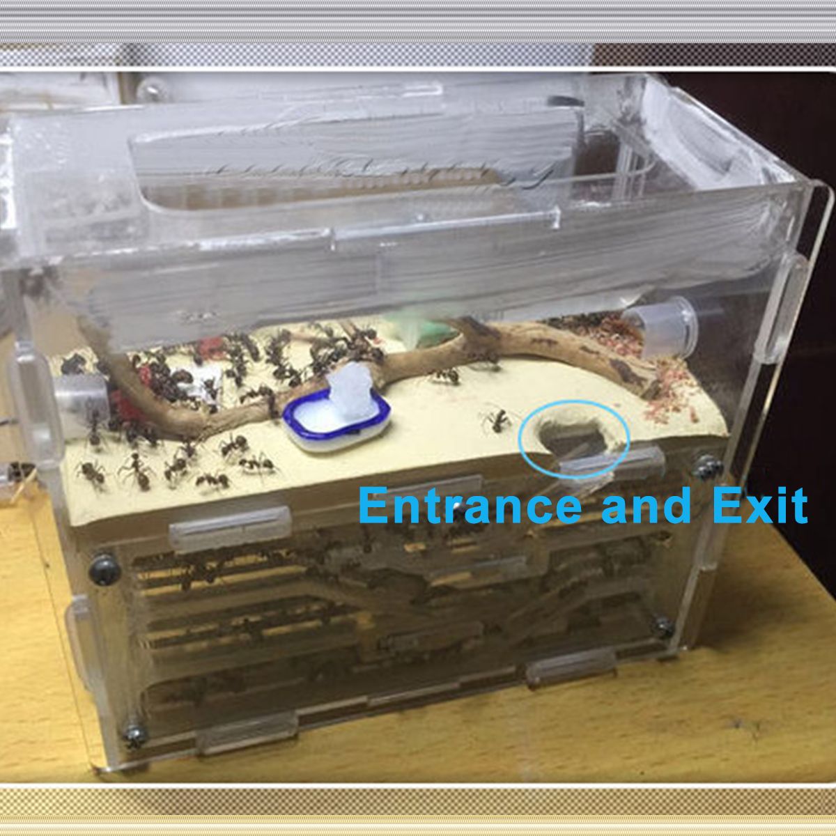 3D-Ant-Farm-Maze-Earth-Nest-Formicarium-Housing-DIY-Ant-Farm-House-Display-Box-For-Ant-Colony-1400543