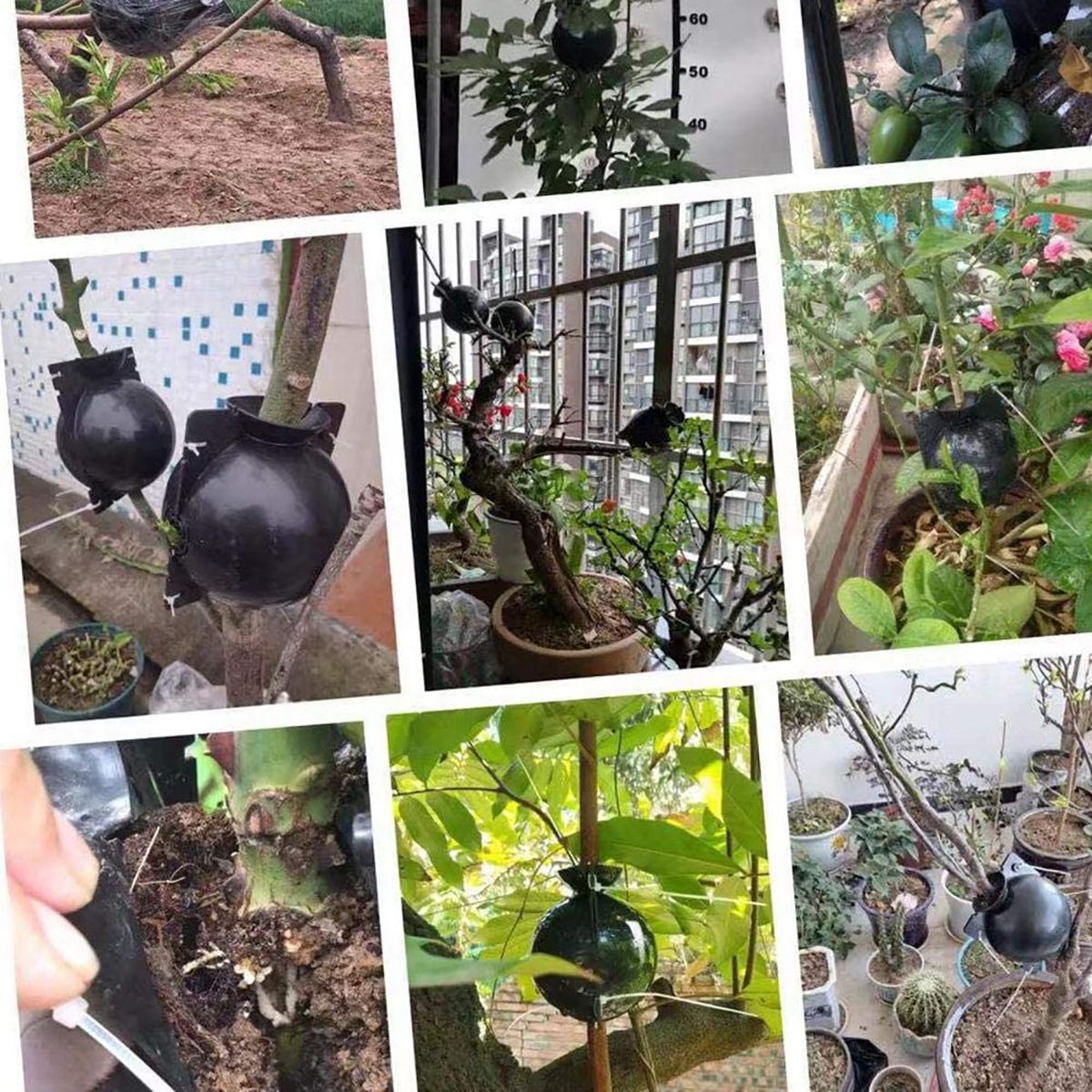 5PCS-Plant-High-Pressure-Propagation-Grafting-Box-Garden-Tree-High--Altitude-Pressure-Propagation-Ba-1729519